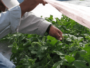 Agribon Protección contra Plagas